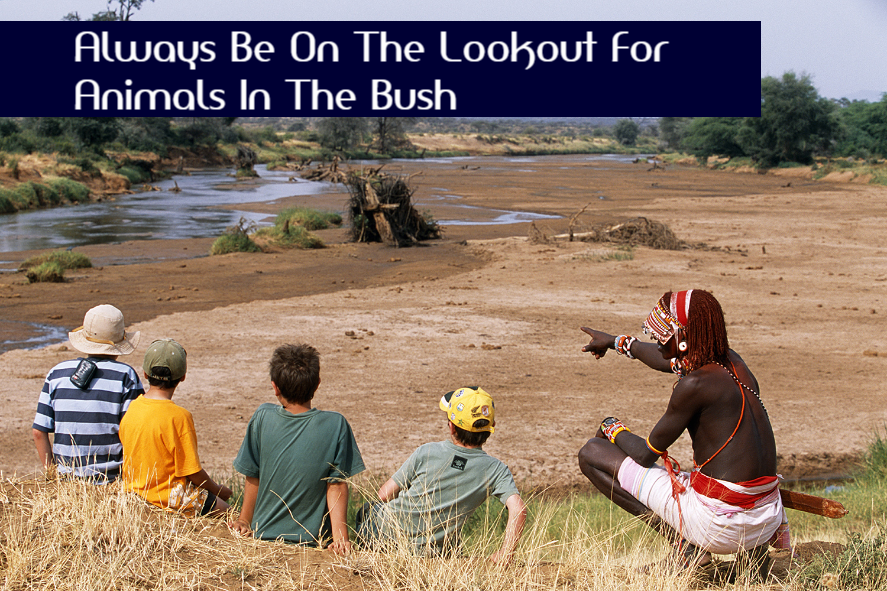 Lookout For Animals In The Bush